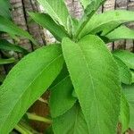 Blumea balsamifera Leaf