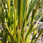 Scirpus atrovirens Ekosanga