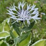 Cyanus lugdunensis Flower