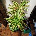 Dracaena reflexaLapas