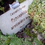 Arenaria alfacarensis برگ