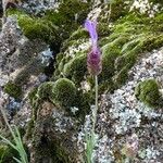 Lavandula pedunculata Flor