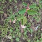 Spiraea chamaedryfolia पत्ता