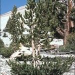 Pinus aristata आदत