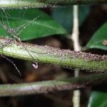 Triplophyllum pilosissimum 葉