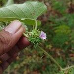 Ipomoea eriocarpa List