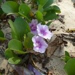 Ipomoea pes-caprae Other