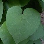 Aristolochia macrophylla Лист