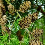 Larix kaempferi फल