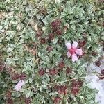 Potentilla nitidaЦвят