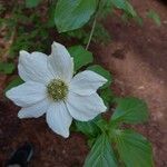 Cornus nuttallii Flower