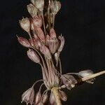 Allium savii Fruto