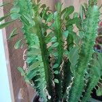 Euphorbia trigona Hoja