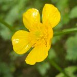 Ranunculus lanuginosus Květ