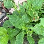 Crassocephalum crepidioides Blatt