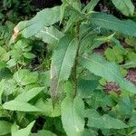 Senecio ovatus Leaf