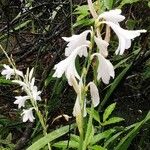 Watsonia borbonica Habitus