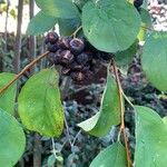 Cotoneaster multiflorus पत्ता