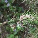 Poa bulbosa Blüte