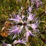 Dianthus superbusFlower