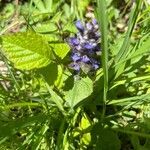 Ajuga reptans Blüte