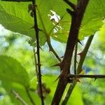 Rubus pruinosus Bark