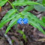 Commelina ensifolia 花