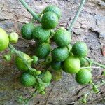 Clavija costaricana Fruit