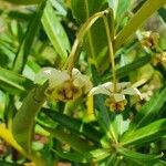 Gomphocarpus semilunatus 花