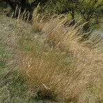 Achnatherum calamagrostis Habitus