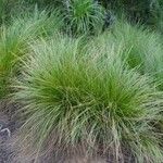 Eragrostis curvula 葉