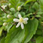 Clematis recta Flower