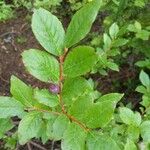 Vaccinium membranaceum Leaf