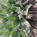 Wyethia sagittata Lapas