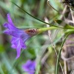 Romulea ligustica Blomst