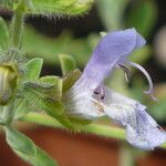 Salvia dentata Кветка