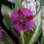 Epilobium conspersum Агульны выгляд