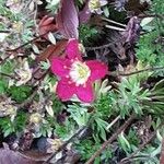 Saxifraga rosacea Fleur