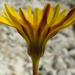Hyoseris lucida Květ