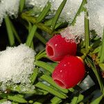 Taxus baccata Fruto