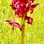 Anacamptis coriophora Flor