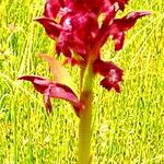 Anacamptis coriophora Flower