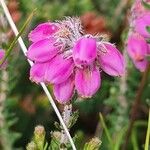 Erica tetralixFlower