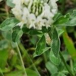 Trifolium ochroleucon Flor