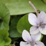 Viola rostrata Flower