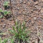 Microchloa kunthii Blatt