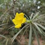 Cascabela thevetia Flower