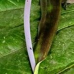 Anthurium salvinii Λουλούδι