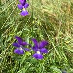 Viola bubanii Fiore