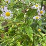 Erigeron speciosus ഇല